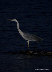 Ardea cinerea