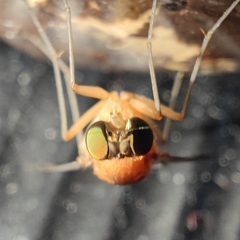 Rhagionidae