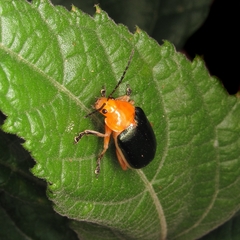 Chrysomelidae