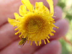 Senecio erosus