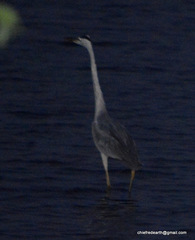 Ardea cinerea