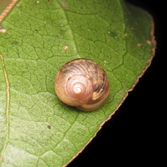 Simpulopsis