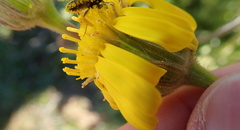 Senecio erosus