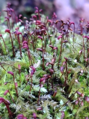 Brachythecium rutabulum