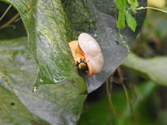 Parthena acutangula