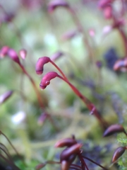 Brachythecium rutabulum