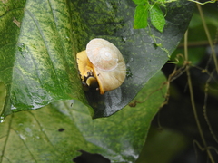 Parthena acutangula