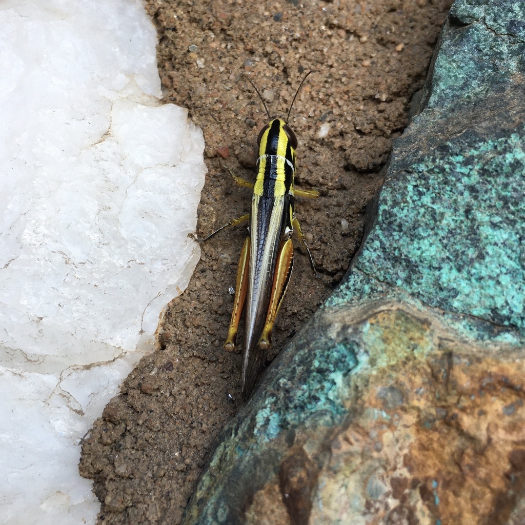 Micreolina from Camooweal St, Mount Isa City, QLD, AU on February 16