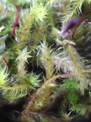 Brachythecium rutabulum