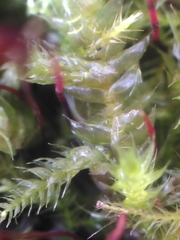 Brachythecium rutabulum