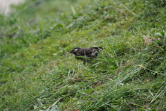 Spodiopsar cineraceus