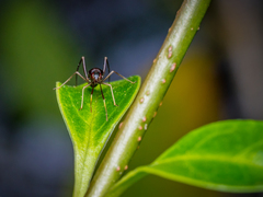 Pseudoxenetus regalis