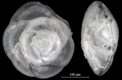 Buccella inusitata