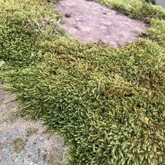 Hypnum cupressiforme