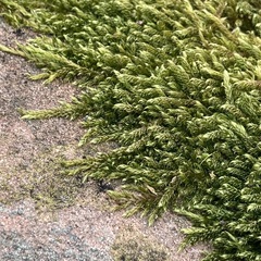 Hypnum cupressiforme