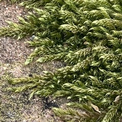 Hypnum cupressiforme