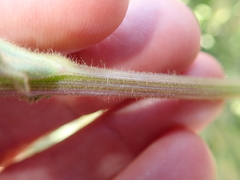 Senecio erosus