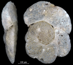 Lobatula lobatula