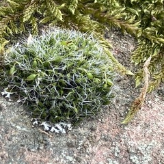 Grimmia pulvinata