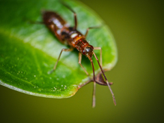 Pseudoxenetus regalis