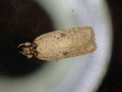 Agonopterix subpropinquella