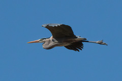 Ardea herodias