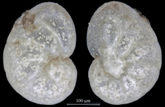 Nonionella pulchella