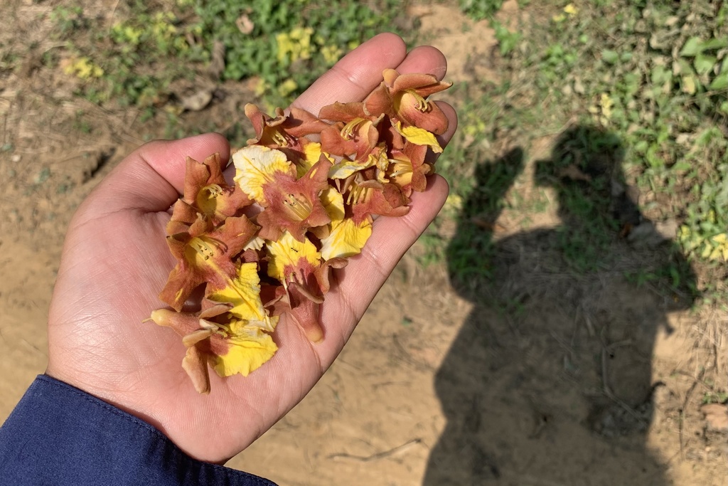 Gmelina arborea, Mae Chan, Umphang, Tak, TH