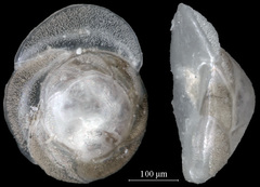 Rosalina columbiensis