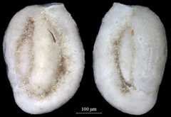 Quinqueloculina frigida