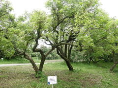 Xanthoceras sorbifolium