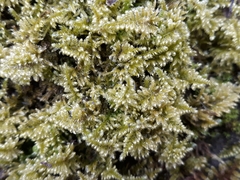 Ctenidium molluscum