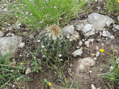 Chaetopappa bellidifolia