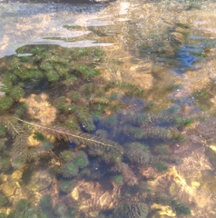 Myriophyllum quitense