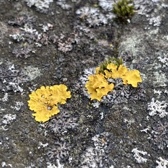 Xanthoria parietina