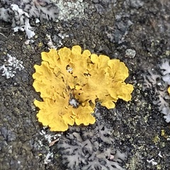 Xanthoria parietina