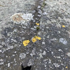 Xanthoria parietina