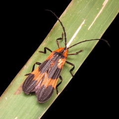 Lycidae