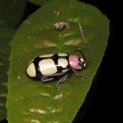 Omophoita octoguttata