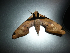 Adhemarius eurysthenes