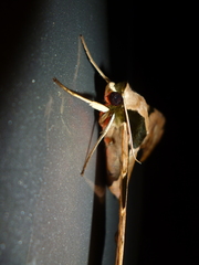 Adhemarius eurysthenes