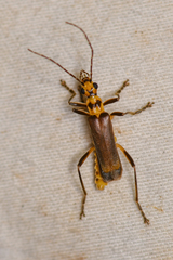 Chauliognathus sticticus