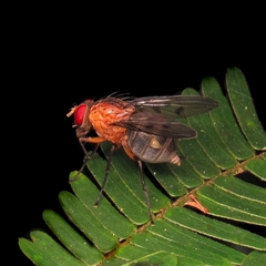 Muscidae