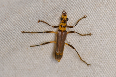 Chauliognathus sticticus