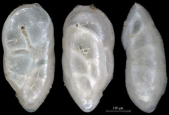 Robertinoides charlottensis
