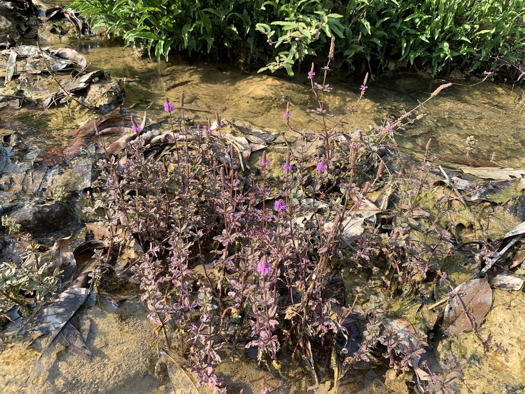 Downoi (étoile) (Pogostemon helferi)