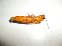 Semiotus serraticornis