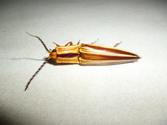 Semiotus serraticornis