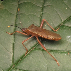 Leptoscelis elongator