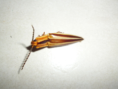 Semiotus serraticornis